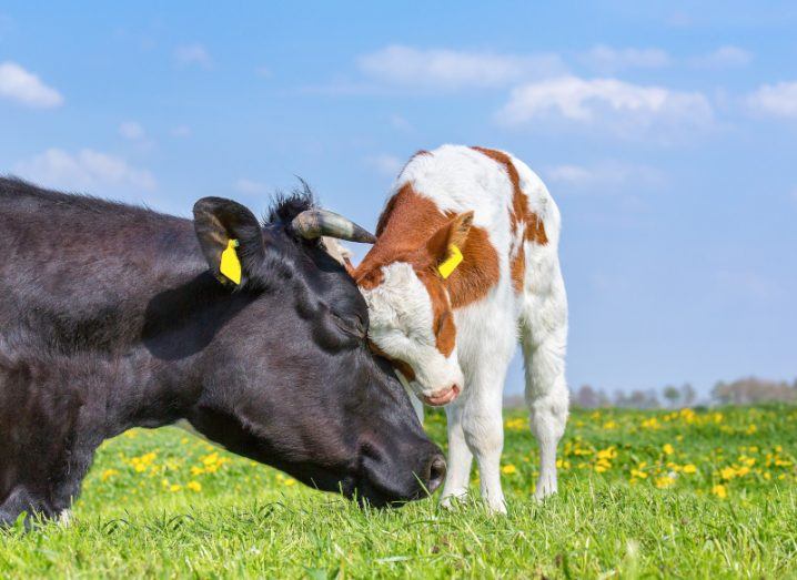 A black cow sits on grass while a brown and white calf nuzzles into her face. There are yellow flowers in the field and a blue sky in the background.