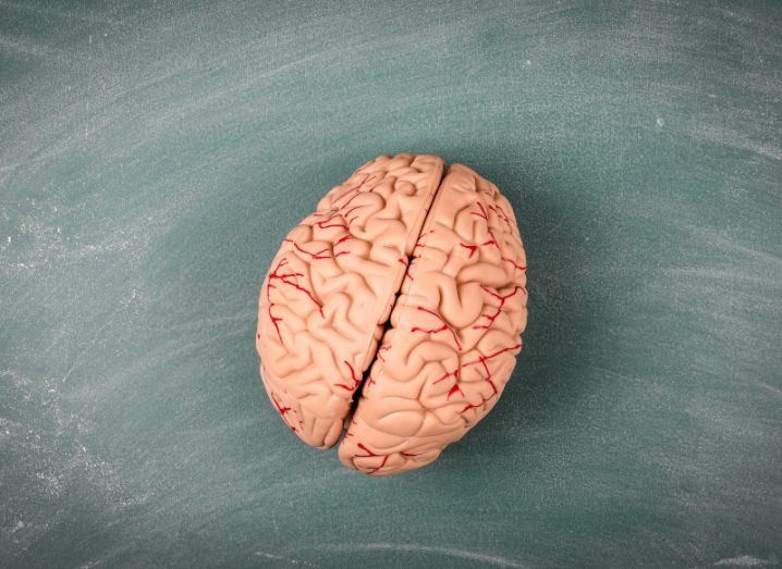 A model of a human brain on a green chalk board surface.