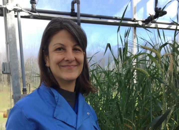 Dr Sónia Negrão stands in a greenhouse with lots of plants behind her. She is smiling and wearing a blue lab coat.