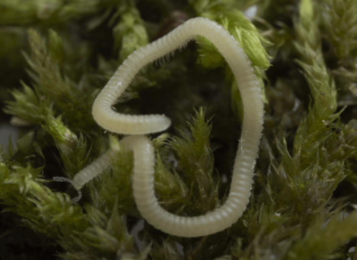 A small pale green millipede sits in dirt. This is the Illacme socal, a new species of millipede discovered in Los Angeles.