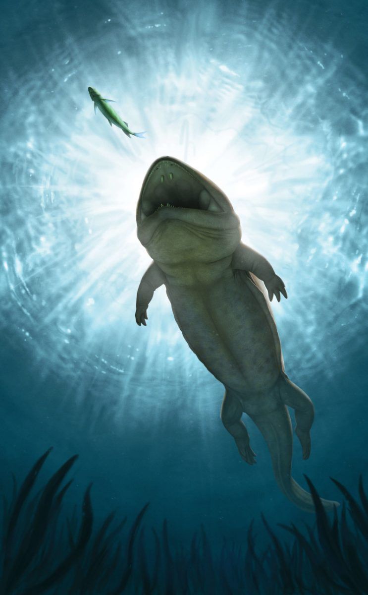Artist's impression of giant amphibian fossil swimming in water after a fish seen from below.