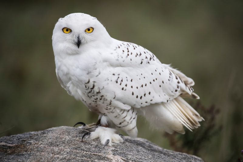 A snowy owl sits on a rock and looks at the camera.