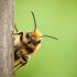 ‘Worrying’ research shows various pesticides in Irish bee pollen