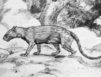 62m-year-old fossil unlocks clues to mammals’ success after dinosaurs