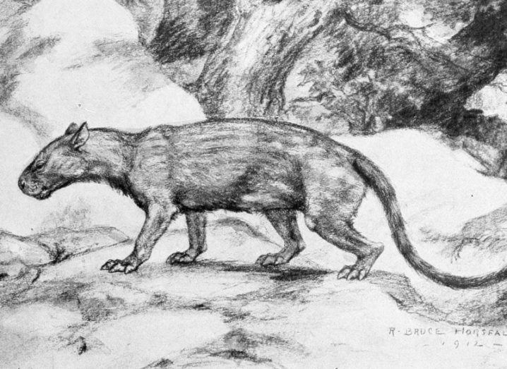 A pencil drawing of a Pantolambda bathmodon which is a small, furry mammal that lived at the same time as dinosaurs 62m years ago.