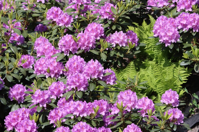 A pink flowering Licensed FILE #: 609159437 Preview Crop Find Similar DIMENSIONS 6960 x 4640px FILE TYPE JPEG CATEGORY Plants and Flowers LICENSE TYPE Standard or Extended Rhododendron ponticum plant.