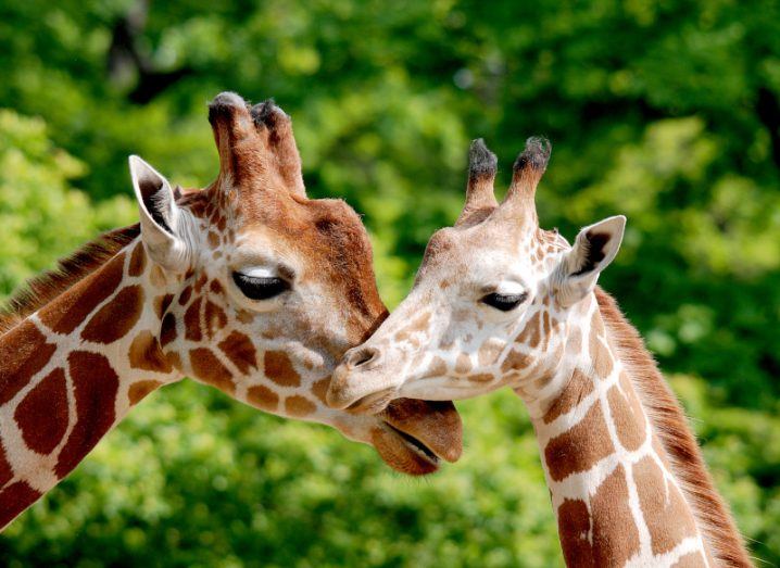 A close-up of two giraffes with their heads together in front of greenery. One of the giraffes is very young.