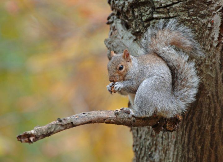 A grey squirrel on a branch of a tree holding a nut with autumn leaves in the background.