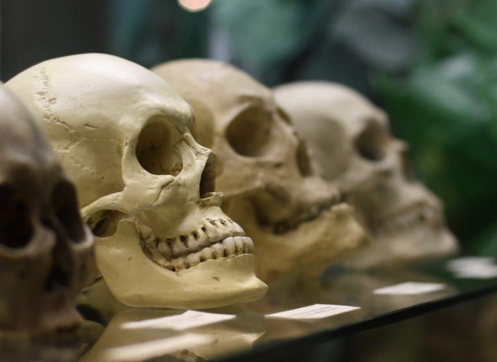 A row of skulls showing human and human ancestors with greenery blurred in the background.