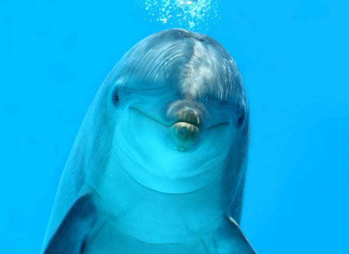 A close-up image of a dolphin in the water, with bubbles over its head.