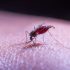 WHO recommends new malaria vaccine developed by Oxford