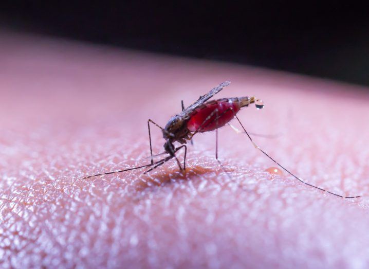 Close-up of a mosquito sucking blood from human skin. Represents malaria.