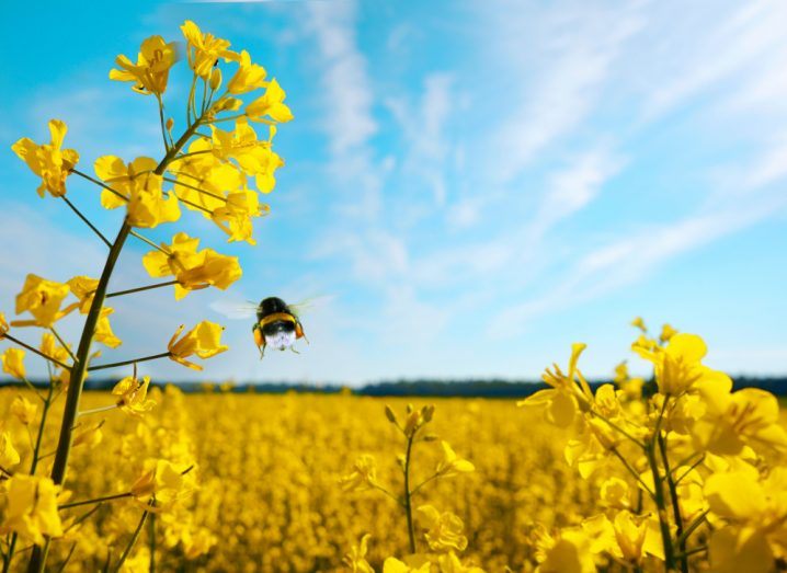 Photo of a bee hovering over yellow flowers in a field during the day.