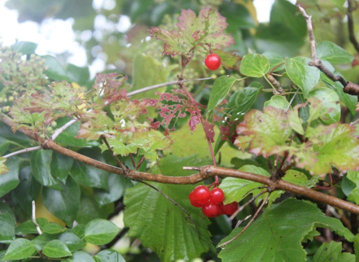 Guelder Rose berries which are bright red on green leaves.