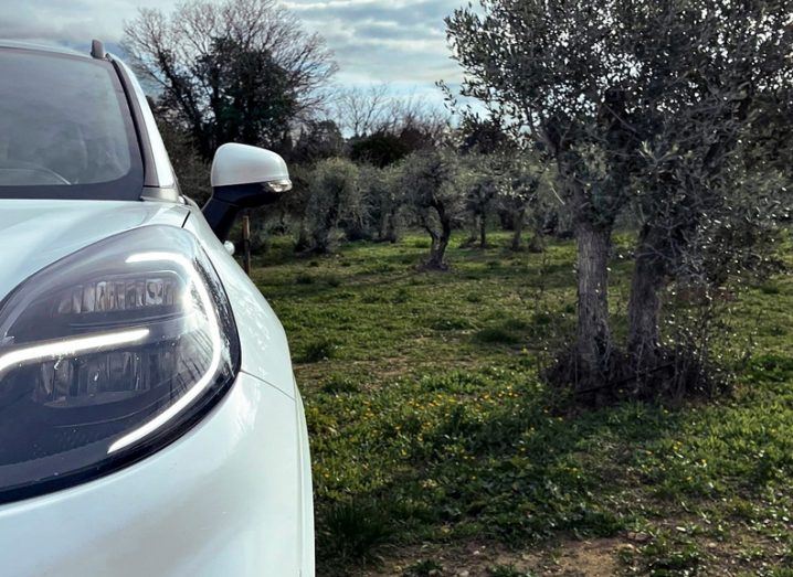 A Ford car in front of an olive tree.