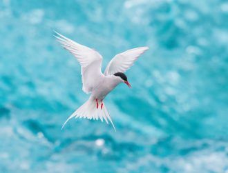 Wexford waters become Special Protection Area for seabirds