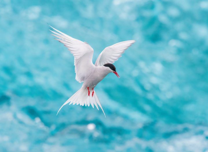 An Arctic tern flying with a blue glacier in the background.