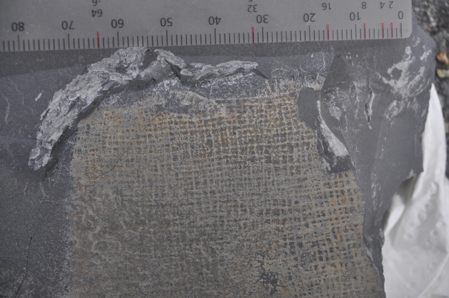 Fósil de una esponja de 315 millones de años, que lleva el nombre de un gigante mítico descubierto en Clare