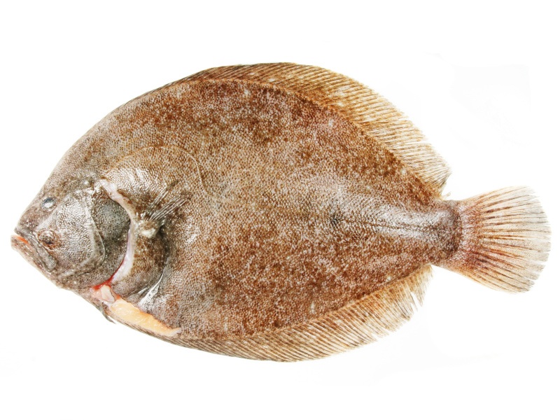 A brill fish which is small , flat and brown, against a white backdrop.