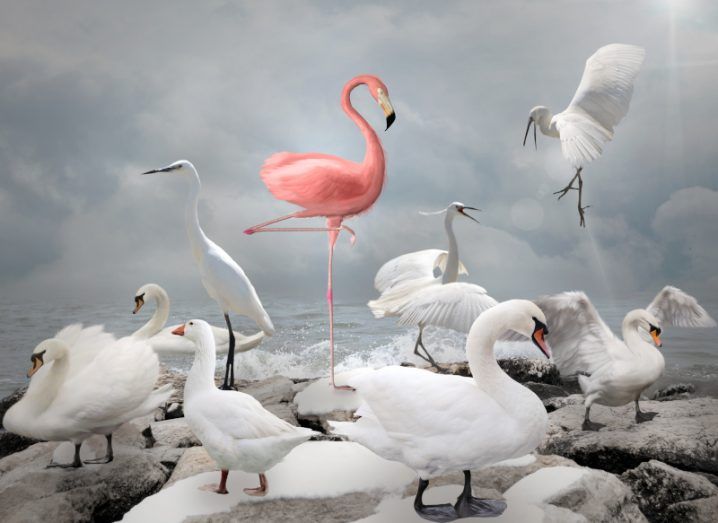 An artisistic photo of a bright pink flamingo surrounded by many white birds against a cloudy background to represent standing out from the crowd and innovating.