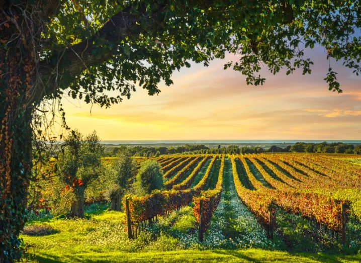 A shadowy tree in the foreground and past it is a glowing green vineyard with a bright orange sky.