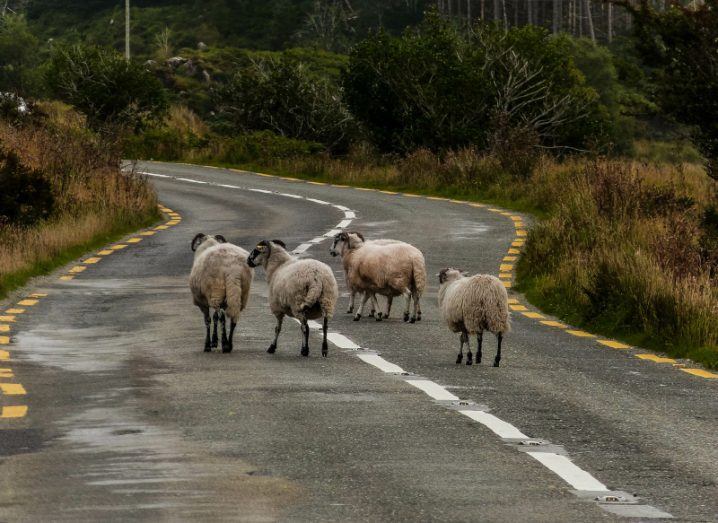 Four sheep walking down a tarmac road surrounded by fields of heather and gorse.