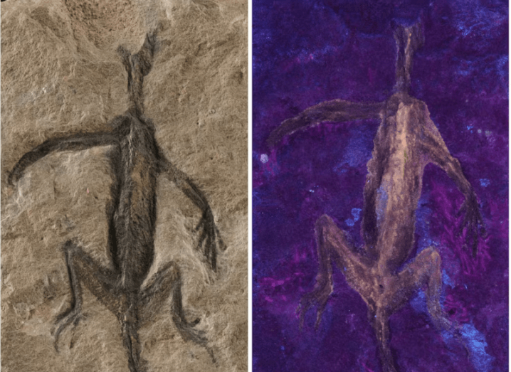 A photo of the specimen next to a UV image showing there isn’t soft tissue beneath the black covering layer.