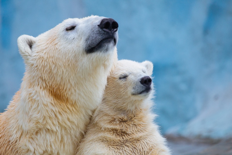 A mother and baby polar bear leaning into each other and looking up to the right in front a blue icy background.