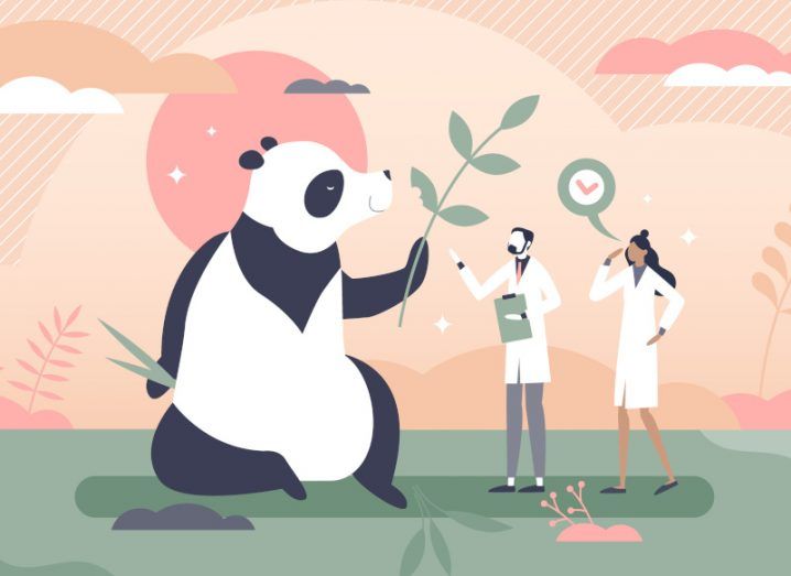 Biodiversity cartoon concept with a giant panda being attended to by two scientists holding bamboo and a magnifying glass.
