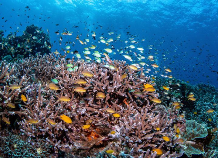 A picture of a coral reef in Indonesia with a school of colourful fish swimming around it.