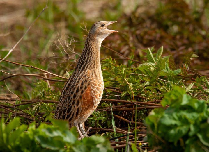 A Corncrake bird singing in a field.