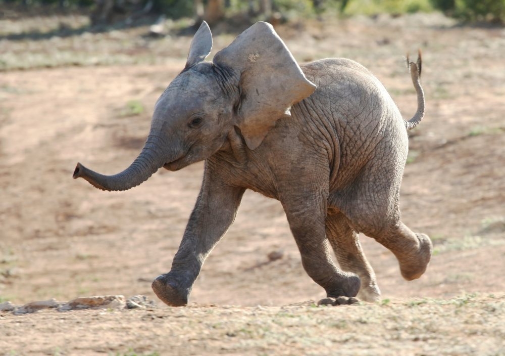 A baby elephant running along the sand.