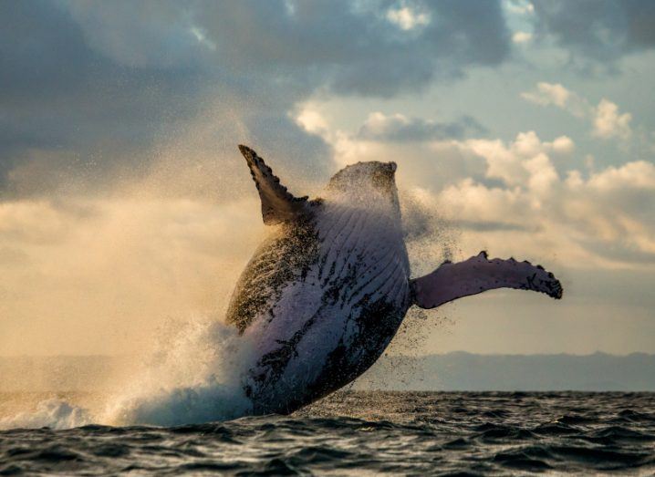 A whale rising up from the ocean.