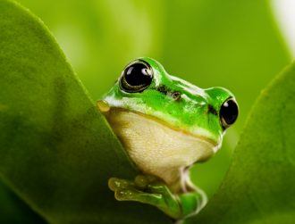 Irish-led study unravels secret behind ancient frogs’ flawless skin