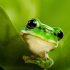 Irish-led study unravels secret behind ancient frogs’ flawless skin
