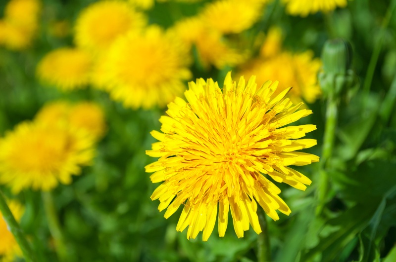 A close-up of bright yellow dandelions in a green field.