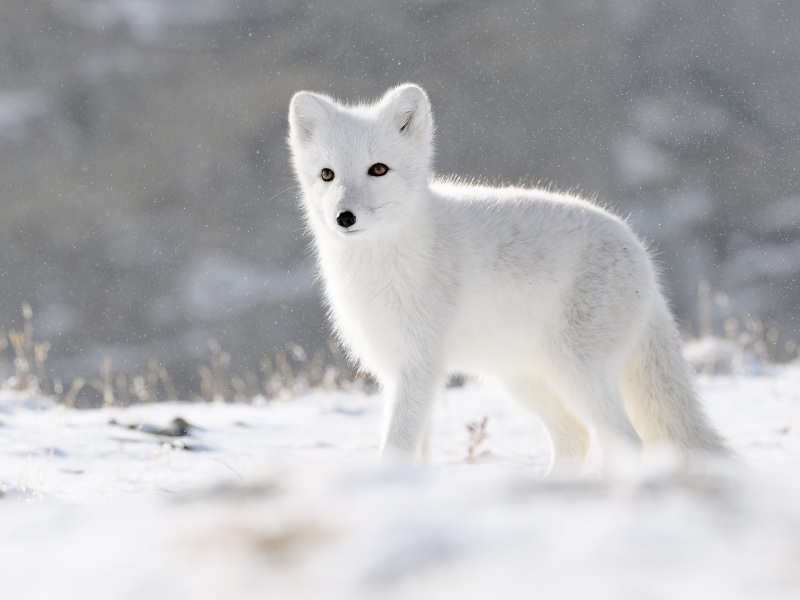 Arctic fox cub in the show in Norway.